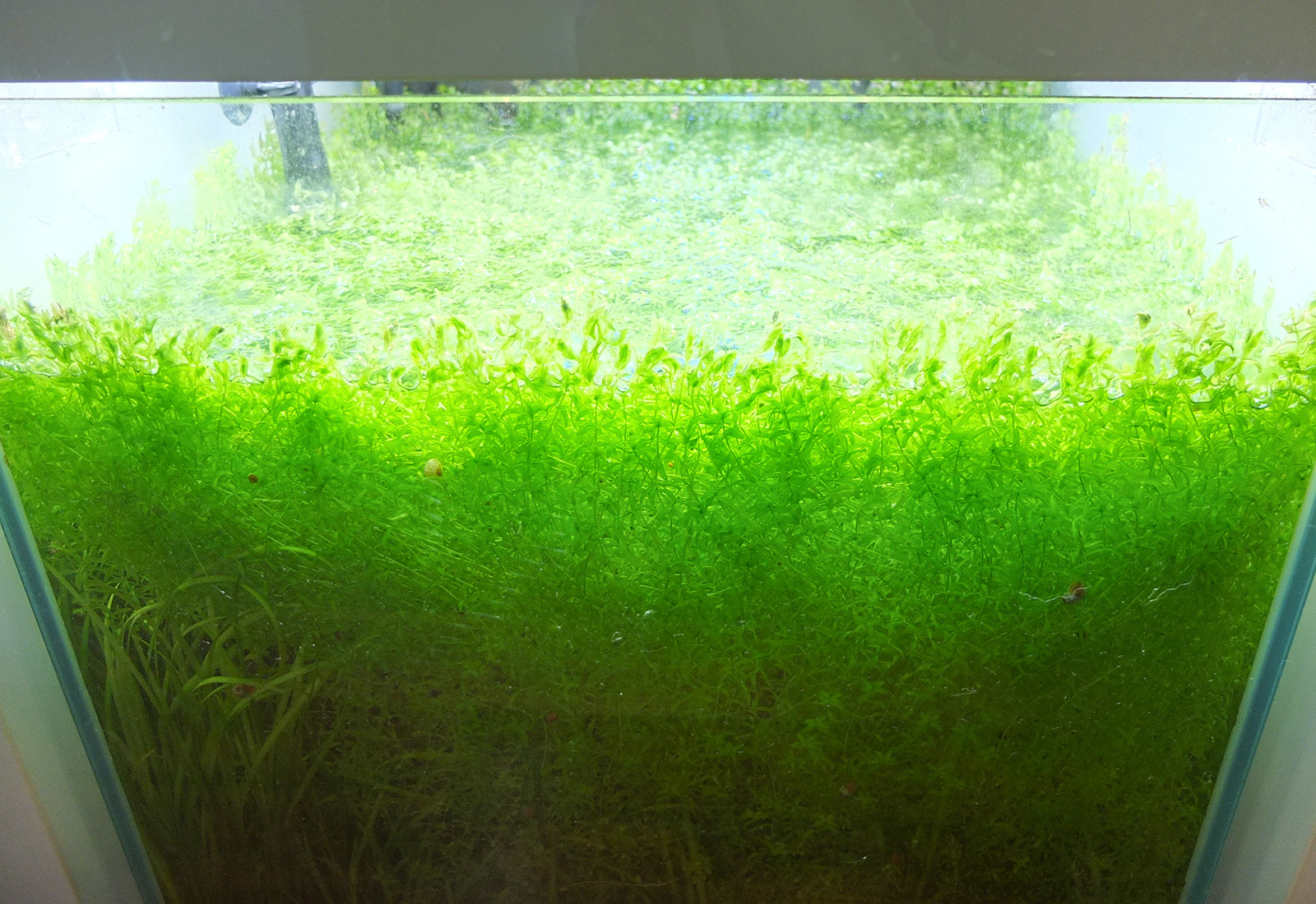 45cmキューブ水槽メンテナンスのルーチン Grassy Aqua